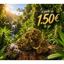 FLEUR BUBBLE GUM SMAILL BUDS 10,47%