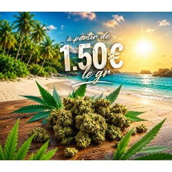 FLEUR AMNESIA SMALL BUDS 15% CBD